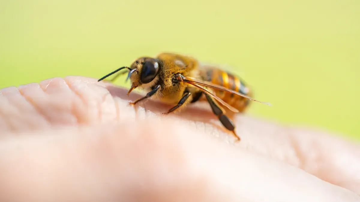 Bee